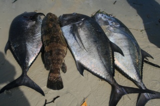 Muu kalalaji 50,00 kg